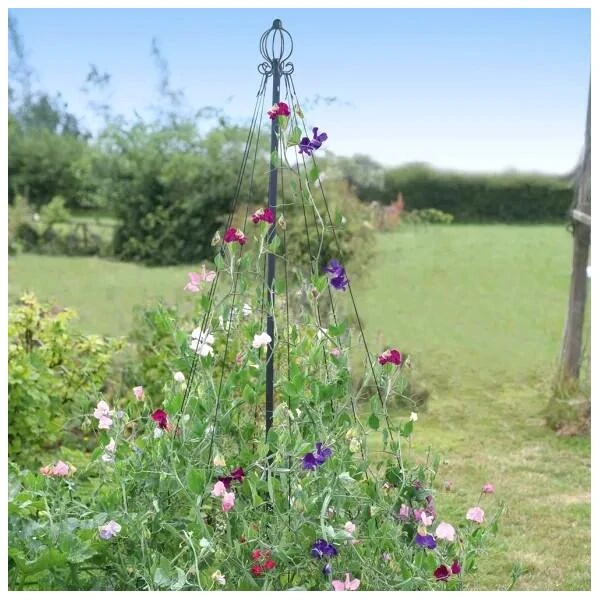 Klimsteun Sierlijke Piramide 1 Klimsteun Sierlijke Piramide