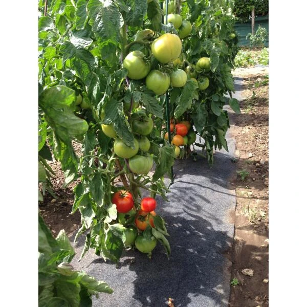 Gronddoek Vilt Met Openingen Voor Tomaten En Aardbeien - 60 Cm X 5 M 2 Gronddoek Vilt Met Openingen Voor Tomaten En Aardbeien - 60 Cm X 5 M - Afbeelding 2