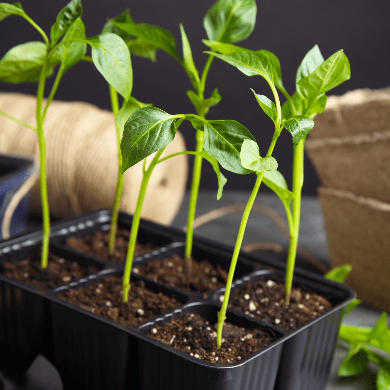 Tuinadvies Winkel 5 Tuinadvies Winkel -Tuinadvies Winkel Untitled design 2024 12 19T185436.342 min