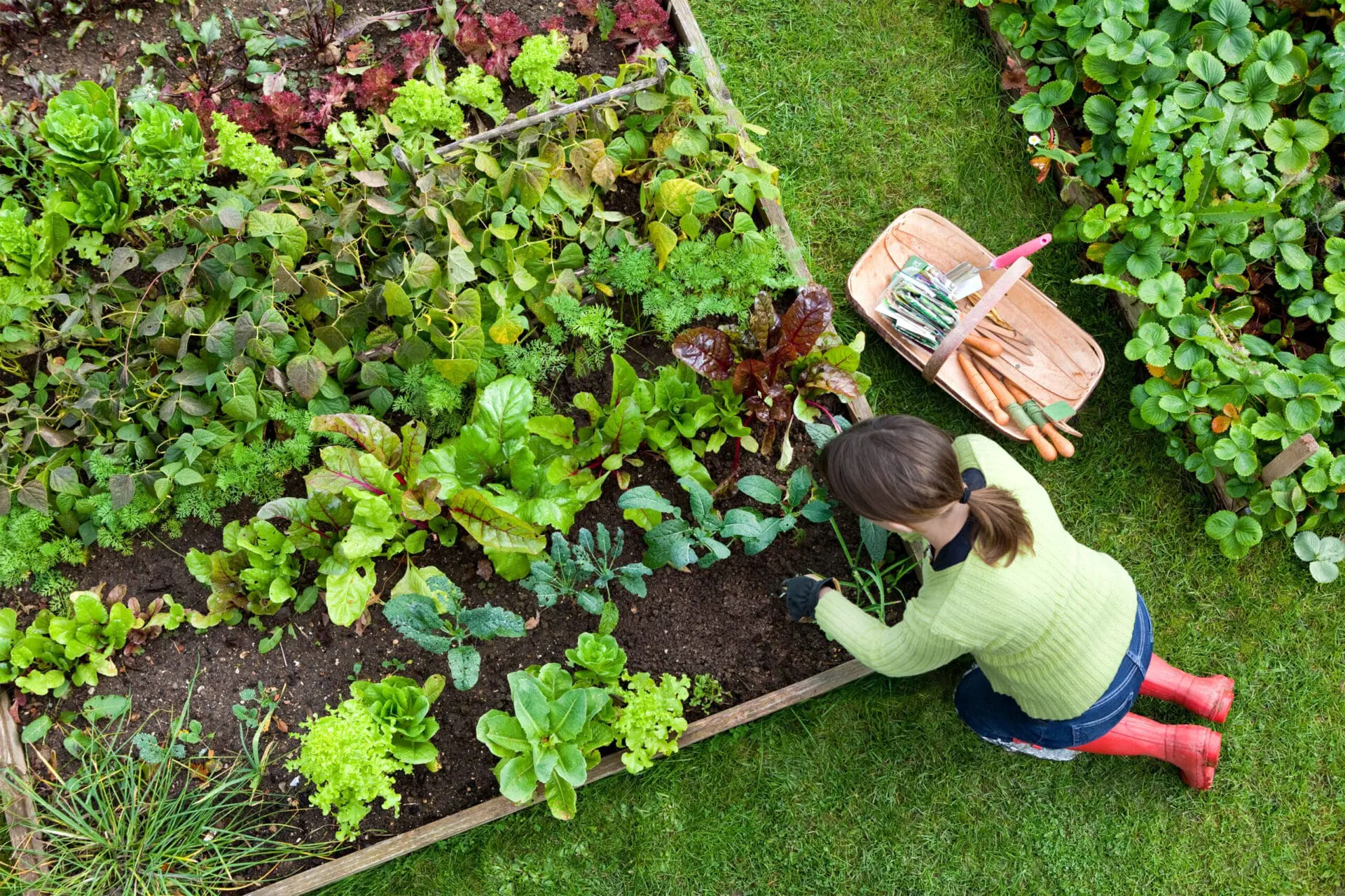 Tuinadvies Winkel -Tuinadvies Winkel Veg Garden iStock 157505043 scaled 1