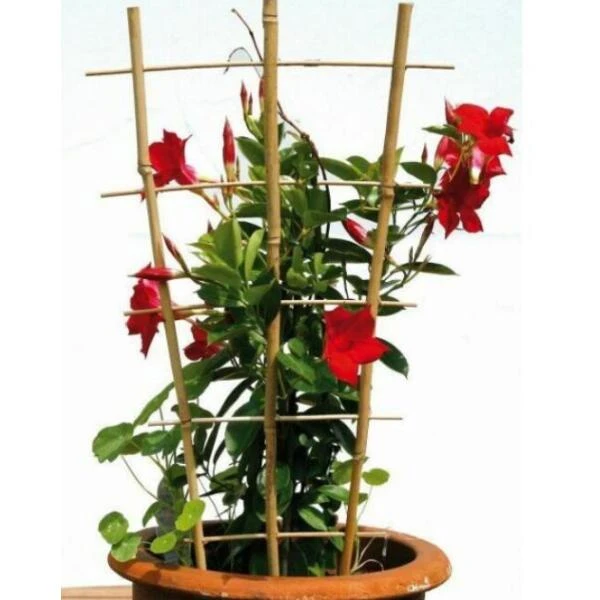 Bamboe Ladder 45 × 110 Cm 1 Bamboe Ladder 45 × 110 Cm