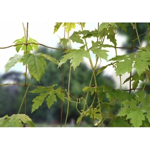 Groeinet Bonen En Erwten 1,8 × 1,8 M 2 Groeinet Bonen En Erwten 1,8 × 1,8 M - Afbeelding 2