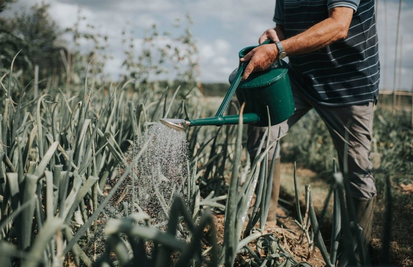 Tuinadvies Winkel 22 Tuinadvies Winkel -Tuinadvies Winkel haws gieter the cradley deluxe 7 liter 1 st 1673258 nl