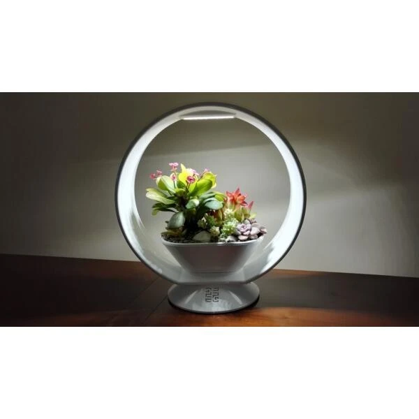 Mini Tuin Jardin Secret Met Verlichting En Bluetooth - Rond 2 Mini Tuin Jardin Secret Met Verlichting En Bluetooth - Rond - Afbeelding 2