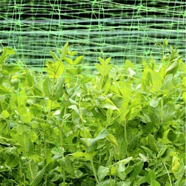 Erwten En Bonen Klimgaas 1,7 × 4 M 1 Erwten En Bonen Klimgaas 1,7 × 4 M