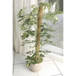 Kokos Kamerplantensteun - Plantstok Ø45 Mm × 1,2 M -Tuinadvies Winkel kokos plantstok 45 mm x 12 m 1622716785 4 600