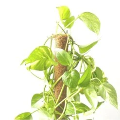 Kokos Kamerplantensteun - Plantstok Ø 45 Mm × 1,5 M 7 Kokos Kamerplantensteun - Plantstok Ø 45 Mm × 1,5 M -Tuinadvies Winkel kokos plantstok 45 mm x 15 m 1622714996 4 600