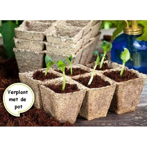 Vezelpotjes Vierkant Biologisch Afbreekbaar - 6 × 6 Cm - Set Van 24 Stuks 3 Vezelpotjes Vierkant Biologisch Afbreekbaar - 6 × 6 Cm - Set Van 24 Stuks - Afbeelding 3