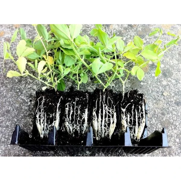 Kweektray Compact Rapid Root - 20 Cellen 2 Kweektray Compact Rapid Root - 20 Cellen - Afbeelding 2