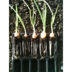 Kweektray Compact Rapid Root - 20 Cellen 7 Kweektray Compact Rapid Root - 20 Cellen -Tuinadvies Winkel kweektray rapid root 20 cellen 1487680721 0 600