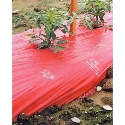 Rode Folie Voor Een Betere Plantengroei 7 Rode Folie Voor Een Betere Plantengroei -Tuinadvies Winkel mulchfolie 1577621345 1 600