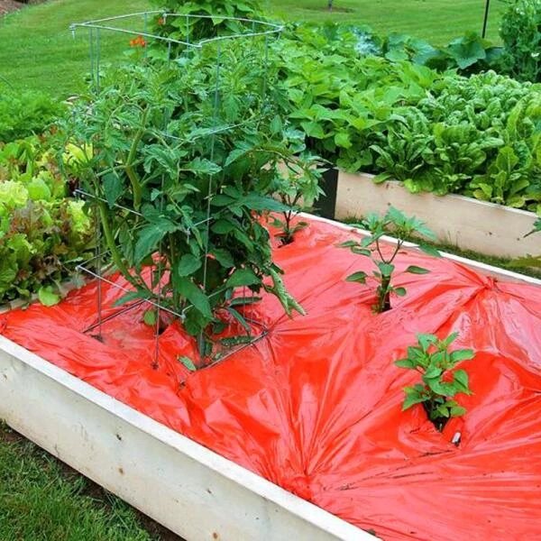 Rode Folie Voor Een Betere Plantengroei 5 Rode Folie Voor Een Betere Plantengroei - Afbeelding 5