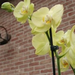 Orchideeënclips - Set Van 10 Stuks -Tuinadvies Winkel orchideenclips 1487329046 0 600