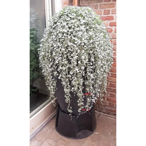 Regenton Antraciet - 360 Liter 4 Regenton Antraciet - 360 Liter - Afbeelding 4