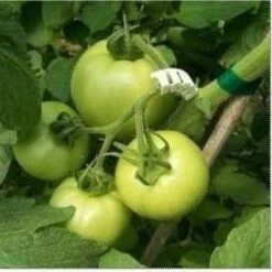 Tomaten Trossteun Wit - Set Van 100 Stuks -Tuinadvies Winkel tomatentrossteunen 1484056718 4 600