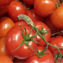 Tomaten Trossteun Wit - Set Van 100 Stuks -Tuinadvies Winkel tomatentrossteunen 1536691845 1 600