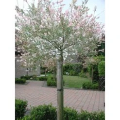 Tree-fix Boombinder 23 Cm - Set Van 20 Stuks -Tuinadvies Winkel treefix boombinder 23 cm 1547127699 1 600