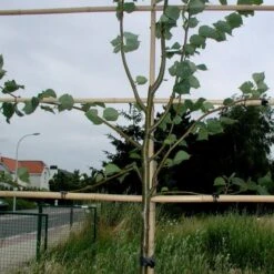 Tree-fix Boombinder 8 Cm - Set Van 50 Stuks -Tuinadvies Winkel treefix boombinder 8 cm 1547134388 1 600