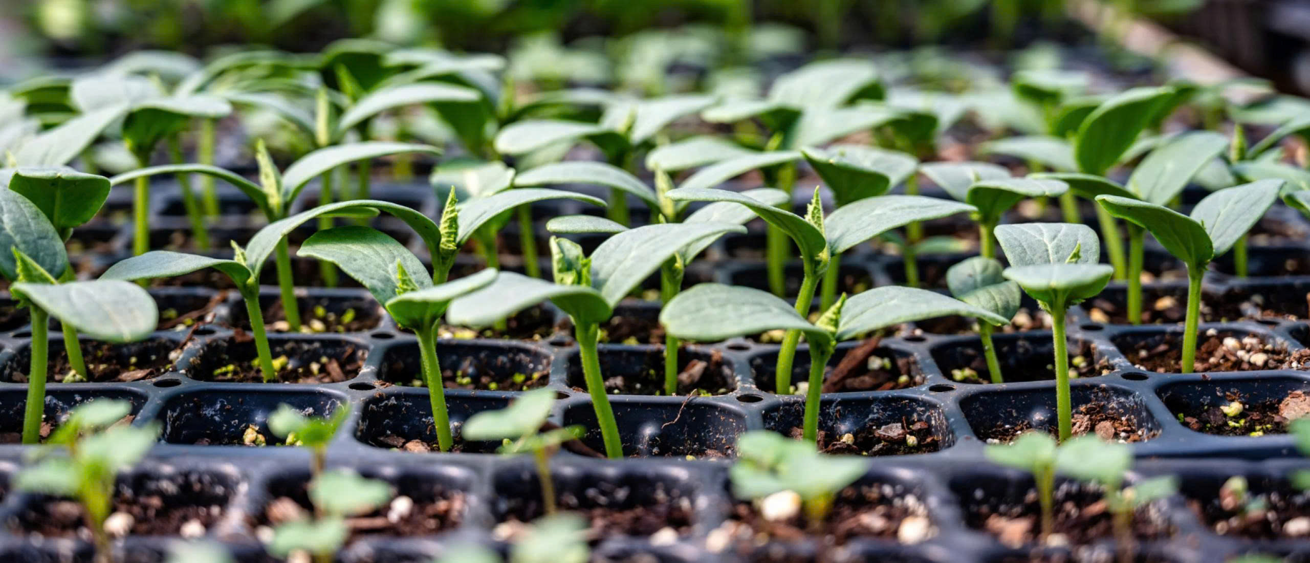 Tuinadvies Winkel -Tuinadvies Winkel z7233229333876 cd111ca8256a2e002fb19f4a46a498fa